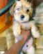 Shorkie Puppies for sale in Suffolk, VA, USA. price: NA
