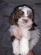 Shorkie Puppies for sale in Tecumseh, OK, USA. price: $1,500