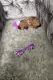Shorkie Puppies for sale in Bridgeport, CT, USA. price: NA