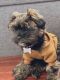 Shorkie Puppies for sale in Baltimore, MD, USA. price: NA