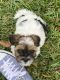 Shorkie Puppies for sale in Porter, TX 77365, USA. price: NA