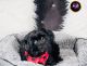 Shorkie Puppies for sale in Chicago, IL, USA. price: $1,500