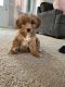 Shorkie Puppies for sale in Conyers, GA, USA. price: NA