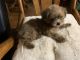 Shorkie Puppies for sale in Boone, NC, USA. price: $1,800