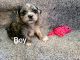 Shorkie Puppies for sale in Lake Stevens, WA 98258, USA. price: $1,400