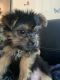 Shorkie Puppies for sale in Louisville, KY, USA. price: $700