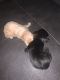 Shorkie Puppies for sale in Covington, GA 30016, USA. price: NA
