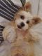 Shorkie Puppies for sale in Hallandale Beach, FL 33009, USA. price: NA