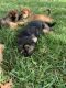 Shorkie Puppies for sale in Maize, KS, USA. price: NA
