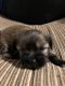 Shorkie Puppies for sale in Norco, CA 92860, USA. price: NA