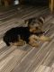 Shorkie Puppies for sale in Robertsdale, AL, USA. price: NA