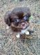 Shorkie Puppies for sale in El Dorado, AR 71730, USA. price: $550