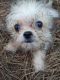 Shorkie Puppies for sale in El Dorado, AR 71730, USA. price: $500