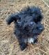 Shorkie Puppies for sale in El Dorado, AR 71730, USA. price: $400