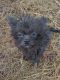 Shorkie Puppies for sale in El Dorado, AR 71730, USA. price: $500