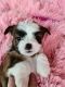 Shorkie Puppies for sale in Morganton, NC 28655, USA. price: NA