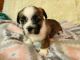 Shorkie Puppies for sale in Morganton, NC 28655, USA. price: $1,200