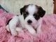 Shorkie Puppies for sale in Morganton, NC 28655, USA. price: $1,200