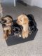 Shorkie Puppies for sale in Kennesaw, GA, USA. price: NA