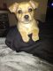 Shorkie Puppies for sale in Houston, TX, USA. price: $500