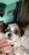 Shorkie Puppies for sale in Colorado Springs, CO, USA. price: NA