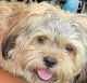 Shorkie Puppies for sale in Eden Prairie, MN, USA. price: $1,000