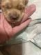 Shorkie Puppies for sale in 1510 Oak Terrace Dr, Dallas, NC 28034, USA. price: $450