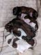 Shorkie Puppies for sale in Mt Vernon, IL 62864, USA. price: NA