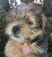 Shorkie Puppies for sale in Enterprise, AL 36330, USA. price: NA