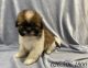 Shorkie Puppies for sale in Whittier, CA, USA. price: $799