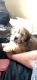 Shorkie Puppies for sale in Skillman, NJ 08558, USA. price: NA