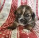 Shorkie Puppies for sale in Macomb, MI 48042, USA. price: $1,400