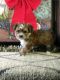 Shorkie Puppies for sale in Canton, OH, USA. price: $950