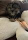 Shorkie Puppies for sale in Westland, MI, USA. price: $1,300