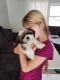 Shorkie Puppies for sale in Johnson County, KS, USA. price: NA