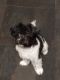 Shorkie Puppies for sale in Yonkers, NY, USA. price: $1,000