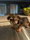 Shorkie Puppies for sale in Chicago Loop, Chicago, IL, USA. price: NA