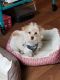 Shorkie Puppies for sale in Knoxville, TN, USA. price: NA