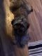 Shorkie Puppies for sale in Cleveland, OH, USA. price: $1,500