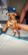 Shorkie Puppies for sale in Johnson City, NY 13790, USA. price: NA