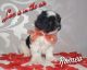 Shorkie Puppies for sale in Bloomfield, NJ 07003, USA. price: $800