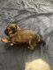 Shorkie Puppies for sale in Mountain Green, UT 84050, USA. price: NA