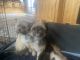Shorkie Puppies for sale in Mountain Green, UT 84050, USA. price: NA