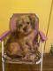 Shorkie Puppies for sale in Rochester, NY, USA. price: $500