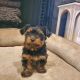 Shorkie Puppies for sale in Belmont, NC 28012, USA. price: $1,200