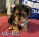 Shorkie Puppies for sale in Dawsonville, GA 30534, USA. price: NA