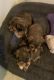 Shorkie Puppies for sale in Moneta, VA 24121, USA. price: NA
