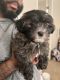 Shorkie Puppies for sale in Lawrenceville, GA, USA. price: $750
