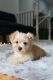 Shorkie Puppies for sale in 2945 SE 131st Ave, Portland, OR 97236, USA. price: NA