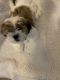 Shorkie Puppies for sale in Union, SC 29379, USA. price: NA